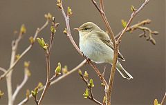 Willow Warbler